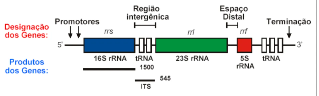 Figura 3   Organização do operon do RNA ribossômico.  