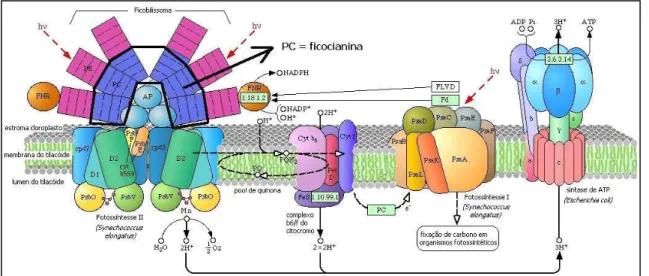 Figura  4  –  Aparato  fotossintético,  com  destaque  para  a  região  de  ficocianina  (PC)
