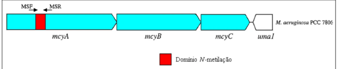 Figura 8 – Organização estrutural da microcistina sintetase nas regiões flanqueadoras