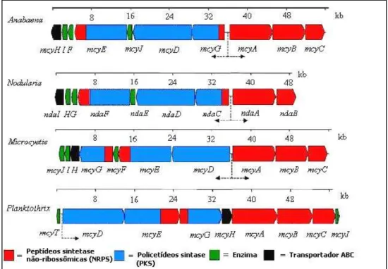 Figura  9  –  O  agrupamento  de  genes  mcy  para  a  biossíntese  da  microcistina  em  Anabaena  (ROUHIAINEN et al., 2004),  Microcystis (TILLETT et al., 2000), Planktothrix (CHRISTIANSEN  et al., 2003) e nda de nodularina para Nodularia (MOFFITT e NEIL