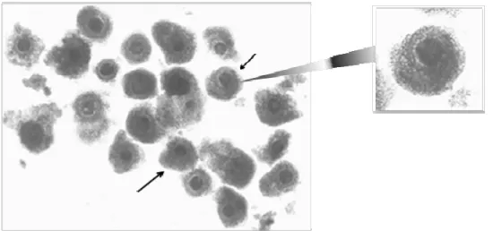 Figura 5: Complexo cumulus-oócito selecionados para maturação in vitro (LMEM). 