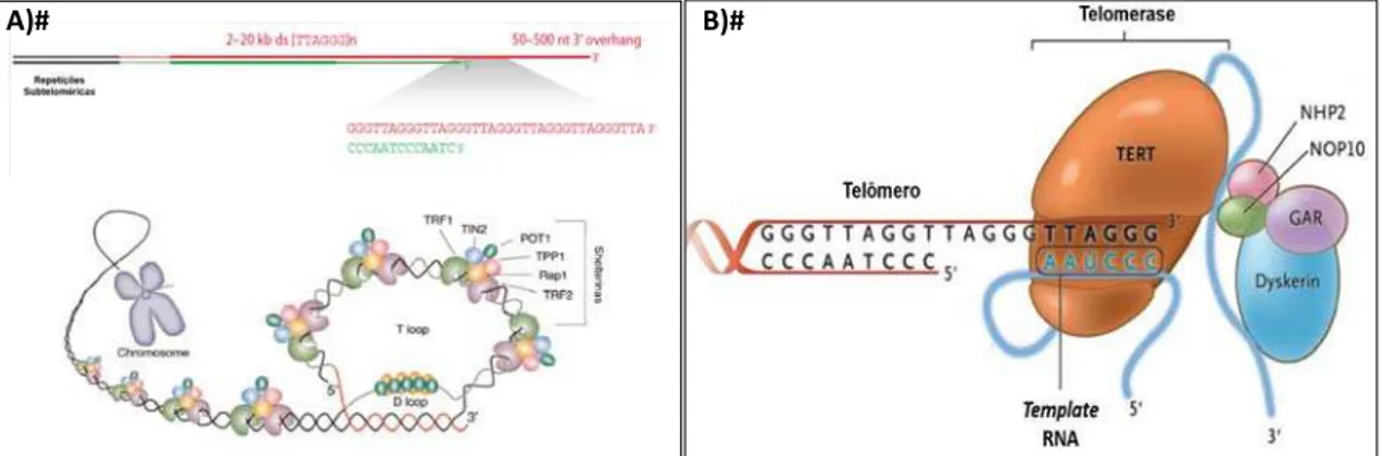 Figura 2. Estrutura dos telômeros e complexo telomerase. A) Telômeros são formados por DNA  de fita dupla com repetição da sequencia TTAGGG associadas às shelterinas