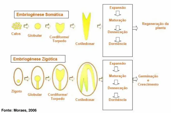 Figura 1 - Representação esquemática da ontogênese do embrião somático e zigótico demonstrando  similaridade dos eventos representativos dos processos morfogenéticos