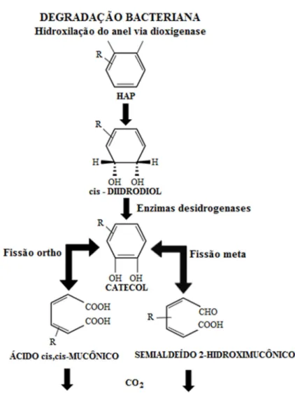 Figura  1  -  Funil  de  degradação  bacteriana  de  hidrocarbonetos  aromáticos  policíclicos  (HAPs)