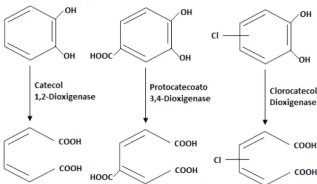 Figura 3 - Esquema de reações catalisadas por enzimas da família das dioxigenases intradióis