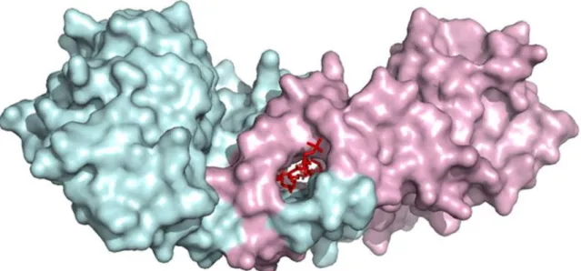 Figura 6 - Superfície da enzima Pp 1,2-CCD, mostrando o túnel hidrofóbico entre as subunidades do  dímero,  onde  possivelmente  se  encontram moléculas  de  fosfolipídio