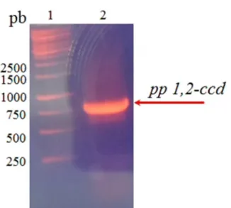 Figura 7 - Amplificação do gene Pp  1,2-ccd. Produtos da PCR após purificação - 1 corresponde ao  padrão  em  pares  de  bases  GeneRuler  1  kb  DNA  Ladder  (Promega)  e  2  ao  fragmento  de  DNA  amplificado