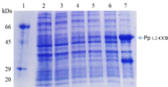 Figura 8 - Resultado dos testes de expressão da Pp 1,2-CCD viasualizados por eletroforese em gel  de poliacrilamida referente: 1 -marcador de massa molecular, 2 - antes da adição do agente indutor  (IPTG), 3 - uma hora de expressão, 4 - duas horas  de expr
