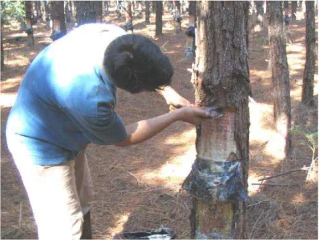Figura 1 - Realização da estria no painel aberto da árvore de Pinus usando                   estriador 
