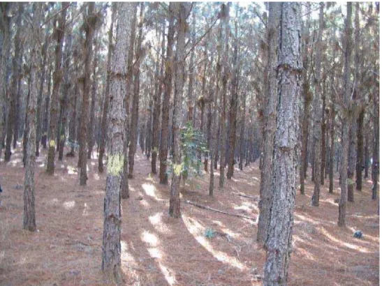 Figura 3 - Área experimental do Horto Florestal de Itatinga com 1200                    árvores de Pinus elliottii var