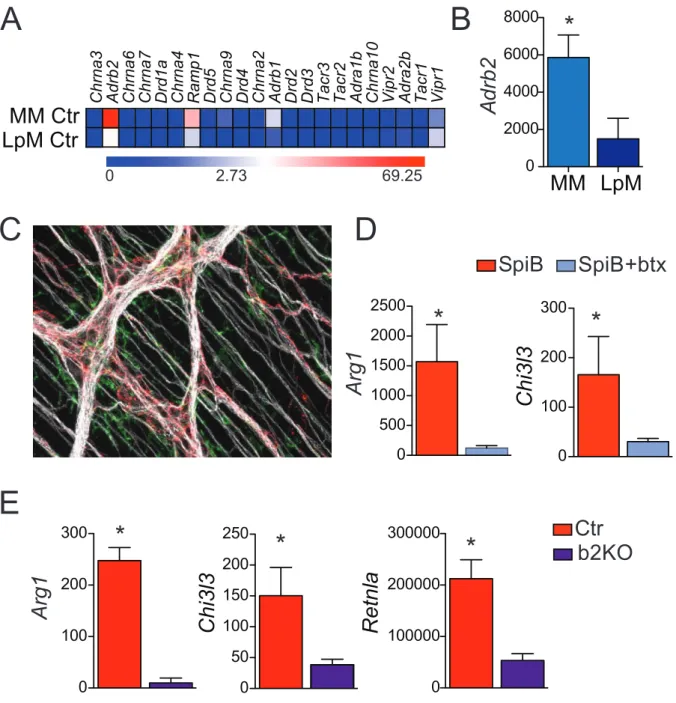 Figura 3 – Papel do adrb2R na interação neurônio-macrófago no intestino  