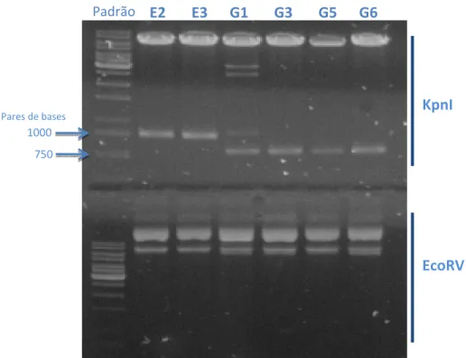 Fig 6: Eletroforese em gel de agarose do produto da clivagem dos plasmídeos extraídos dos clones  selecionados E2, E3, G1, G3, G5, G6, que haviam sido transformados com o vetor pVP22.Pax4 para  confirmar a presença do inserto