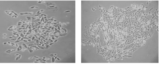 Fig 9: Formação de colônias de células CHO resistentes à Geneticina  após o plaqueamento em baixa  densidade das CHO transfectadas com pVP22.Pax4
