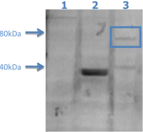 Fig 12: Os extratos proteicos de células CHO não transfectadas (1), transfectadas com o vetor pVP22 (2) e o  clone A1 (3), foram submetidos a uma análise por Western blot utilizando-se o anticorpo anti-VP22 para  detecção da expressão da proteína de fusão 
