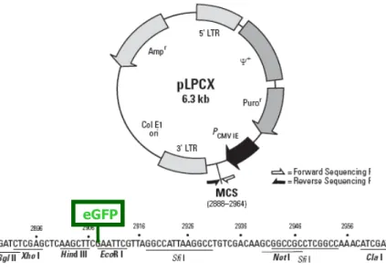 Fig 13: Representação esquemática do vetor pLPCX.eGFP. 