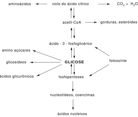 Figura 9: Importância da glicose em processos biológicos. 