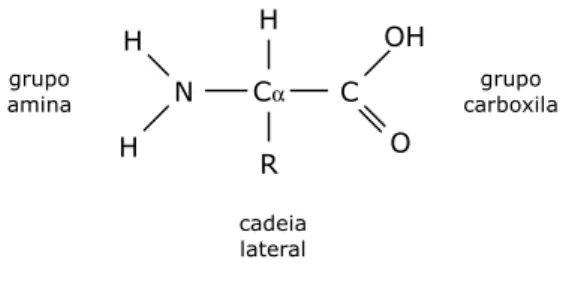 Figura 2.1: Ilustração da estrutura de um aminoácido.