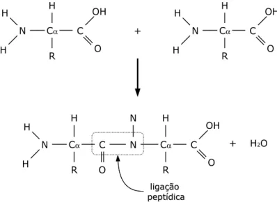 Figura 2.2: Ilustração do processo de formação de ligação peptídica.