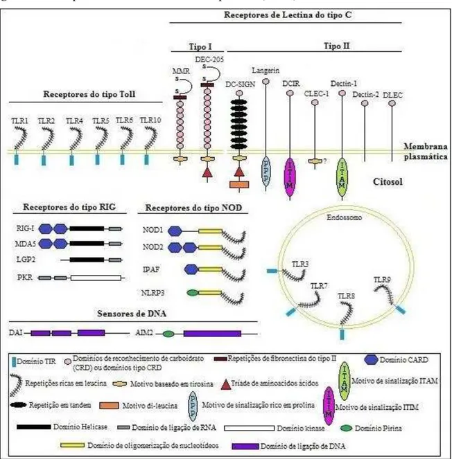 Figura 5  –  Receptores de reconhecimento de padrões (PRRs) 