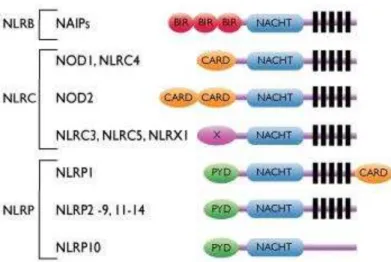 Figura 6  –  Esquema das proteínas da família dos receptores do tipo NOD 