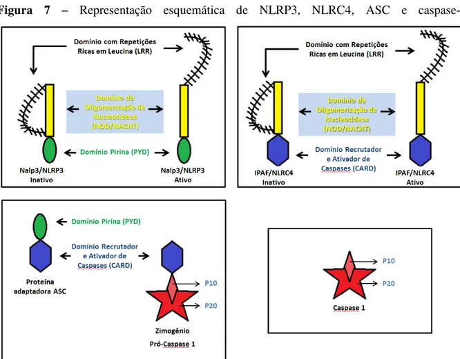 Figura  7  – Representação  esquemática  de  NLRP3,  NLRC4,  ASC  e  caspase-1