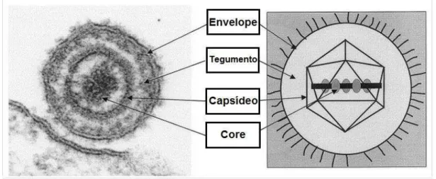 Figura 3 -  Componentes  estruturais  da  partícula  viral  dos  herpesvirus.  Comparação  entre  micro- micro-eletrofotografia (à esquerda) e desenho esquemático (à direita) 