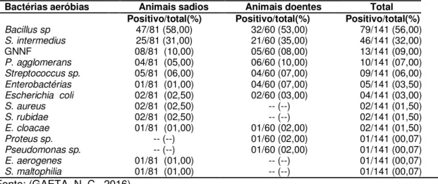 Tabela 3 - Frequência de observação de bactérias aeróbias em amostras de lavado traqueobrônquico  de  bezerros  sadios  e  doentes  criados  nos  assentamentos  dos  municípios  de  Caiuá,  Mirante do Paranapanema e Presidente Epitácio, segundo status de s