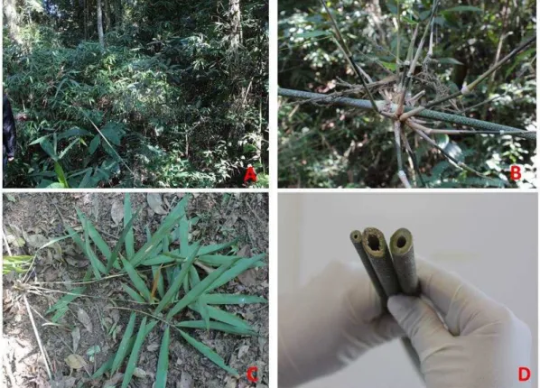 Figura 1.3 - (A) indivíduos de M. pluriflora; (B) detalhe do ramo; (C) folhas; (D) detalhe dos colmos