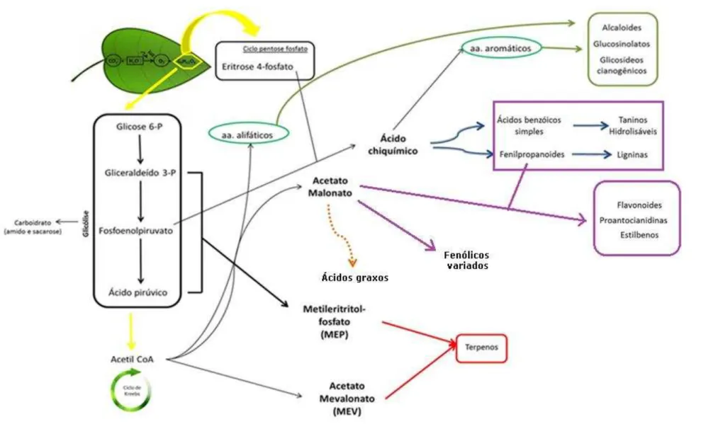 Figura 2.1 - Esquema das rotas de biossíntese dos metabólitos secundários e suas conexões com o metabolismo primário