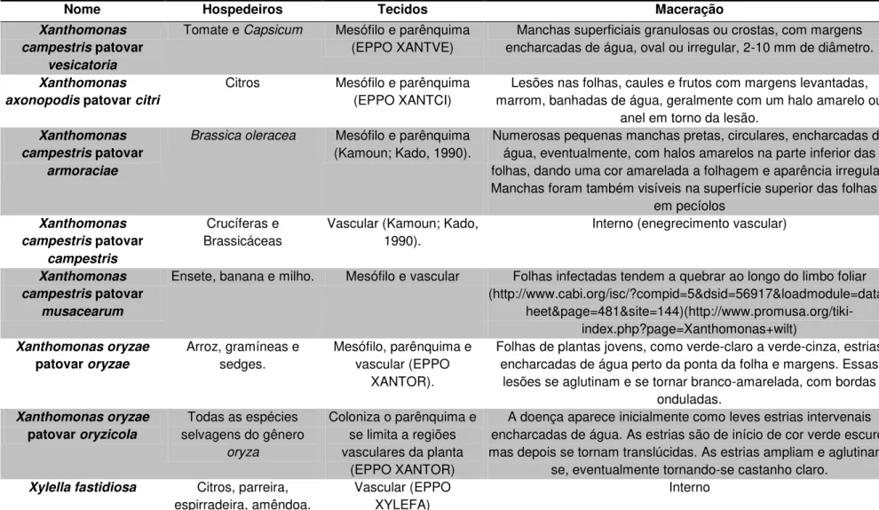 Tabela 2 - Fenótipos de maceração. 