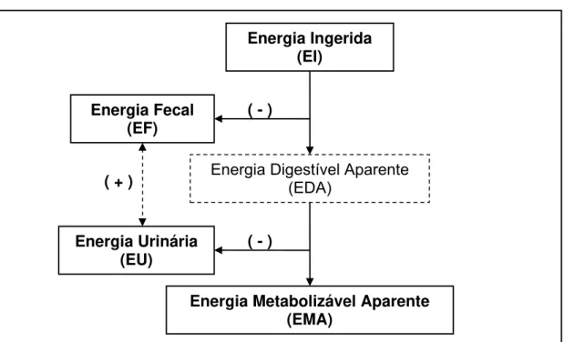 Figura 1- Partição da energia ingerida  Fonte: Sibbald (1982) 