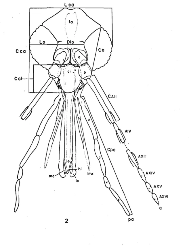 Fig.  2  - cabeça  e  seus  ｡ｰｾｮ､ｩ｣･ｳ＠ - a:  antena  (e:  es ca po; 