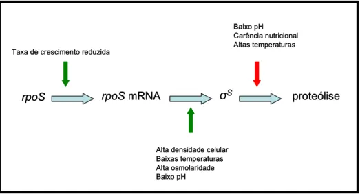 Figura 1 – Formas de regulação de  σ S  em resposta a diferentes estímulos. As setas verdes           indicam indução da transcrição e tradução, a seta vermelha indica inibição da proteólise           Fonte: Taschner, 2006