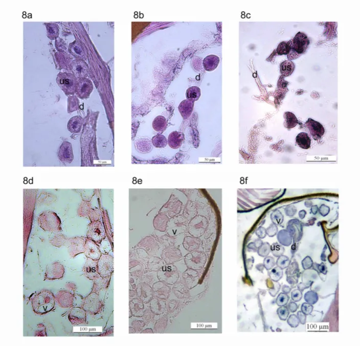 Figura 8: Imagens da glândula salivar em indivíduos de diferentes idades de Polybia  paulista: Indivíduos do cativeiro com: 8a