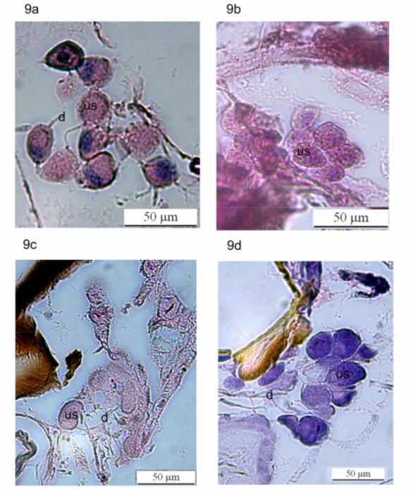 Figura  9:  Imagens  da  glândula  mandibular  em  indivíduos  de  diferentes  idades  de  Polybia  paulista:  Indivíduos  mantidos  em  cativeiro  com:  9a