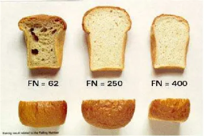 Figura 4 – Pães de forma feitos com farinha de trigo de diferentes Falling Number (FN)