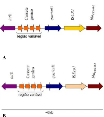 Figura 2. Ambiente genético do gene bla CTX-M-2  nos isolados estudados. A. flanqueado pelo elemento de  inserção ISCR1