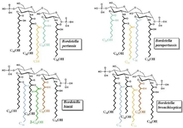 Figura  1  -  Estrutura  do  lipídio  A  do  LPS  de  quatro  espécies  do  gênero  Bordetella,                      destacando o número e distribuição das cadeias de ácidos graxos
