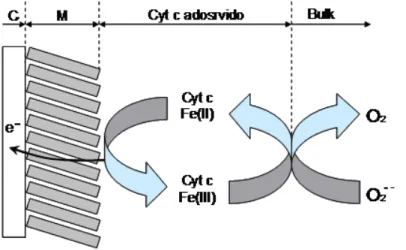 Figura  5 - Esquema de funcionamento do biossensor com citocromo c imobilizado sobre um  eletrodo, onde C é o eletrodo Carbono vítreo e M é a modificação feita na superfície.