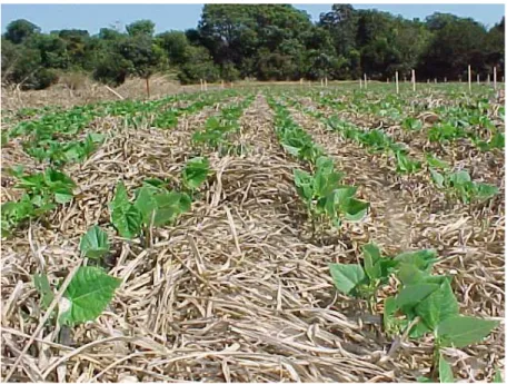 Figura 3.3: Cobertura morta de braquiária em Sistema de Plantio Direto   Foto: Cobucci  