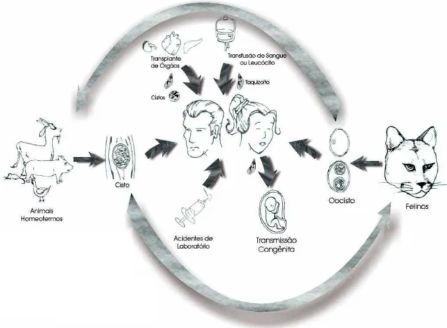 Figura 1 - Ciclo do T.gondii , com suas várias formas de infecção para o homem. 