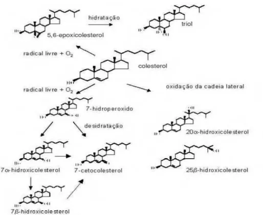 Figura 3. Mecanismos de autoxidação do colesterol (SMITH, 1990; 1996). 