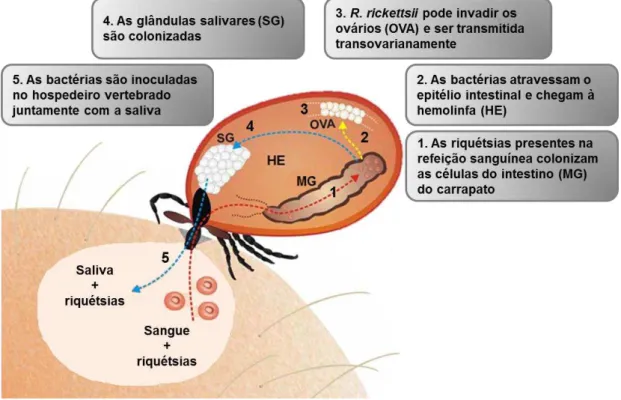 Figura 1  –  Ilustração da infecção de carrapatos ixodídeos por R. rickettsii e da  transmissão da bactéria para o hospedeiro vertebrado