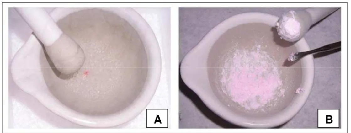 Figura 4.3 - A: maceração em nitrogênio líquido do fragmento de tecido, B: aspecto após  maceração e adição do reagente Trizol  