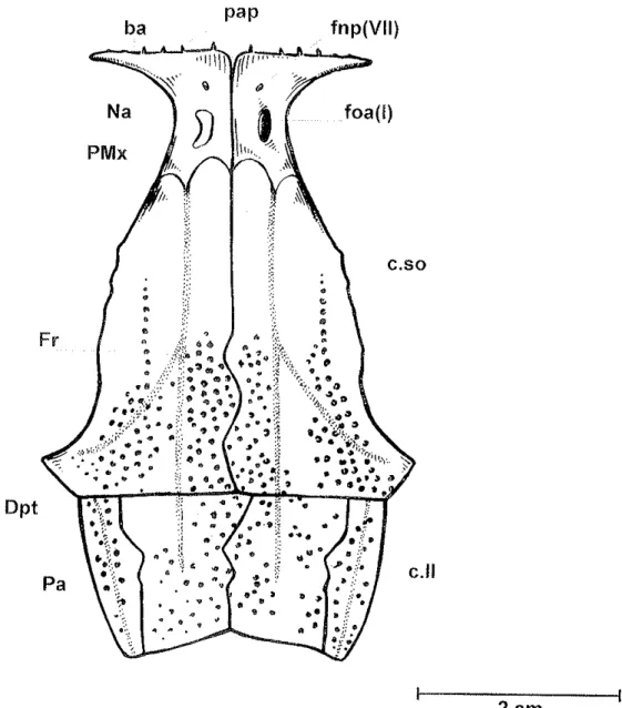 Figura  14:  Reconstituição  do  teto craniano  de  Lepidotes  piauhyensis em  vista  dorsal.