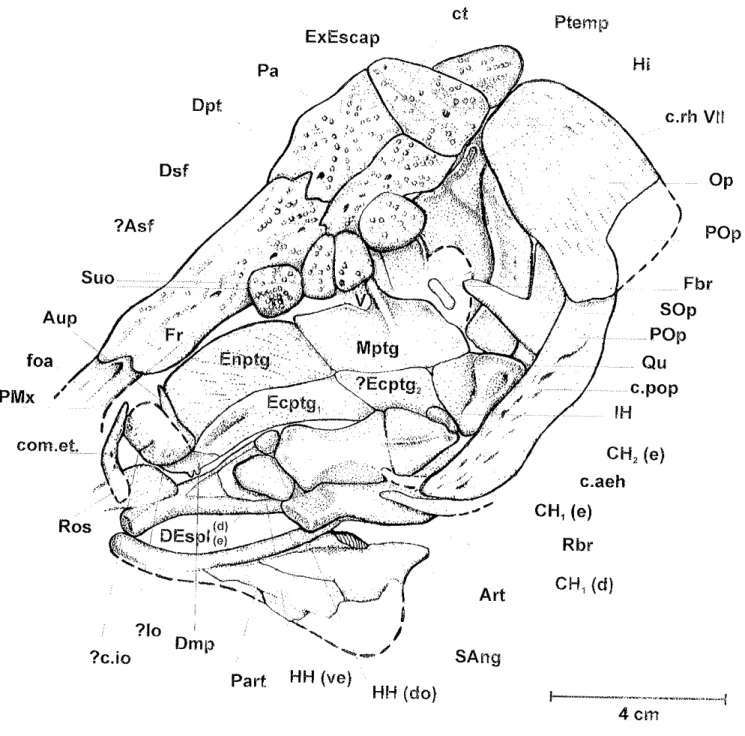 Figura  15:  crânio  de  Lepicrotes  piauhyensis  erï  vista  raterar,  eviderrciarrdo suspensão  e  arco  hióide.