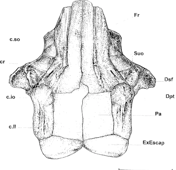 Figura  16;  lìeco'stituição  do  teto  craniarro  de  r-e¡tirlotes  piauhyensis em  vista ventral  (interna).