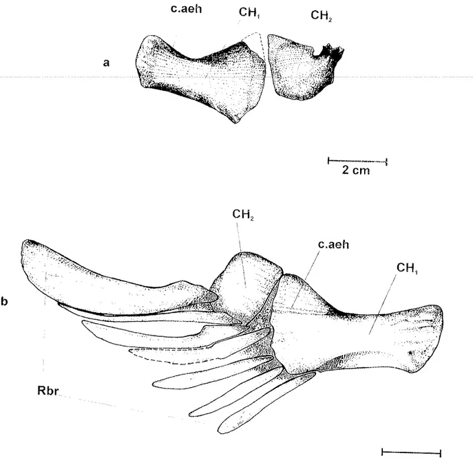Figura  1B;  Cerato-hial  de  Lepidotes  piauhyensis a: Vista lateral  esquerda  (irrclivíiuo  jovem) b:  Vista Iateral  di¡.eita  (irrciivÍciuo  aOutto¡