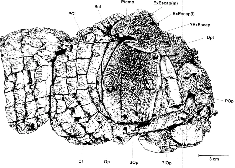 Figura  21:  Reconstituição  parcial do crânio  e  da  parte anterior  do corpo  de  Lepidotes  souzai.