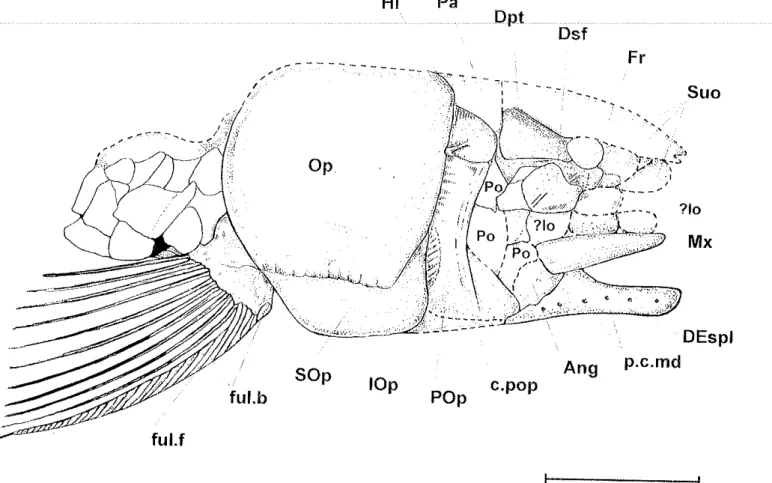 Figura 22.  Yisfa  lateral  do  crånio  de  l_epiclotes  sp  ,'1,,